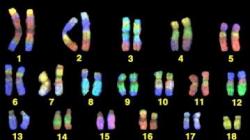 Количество хромосом у разных видов организмов